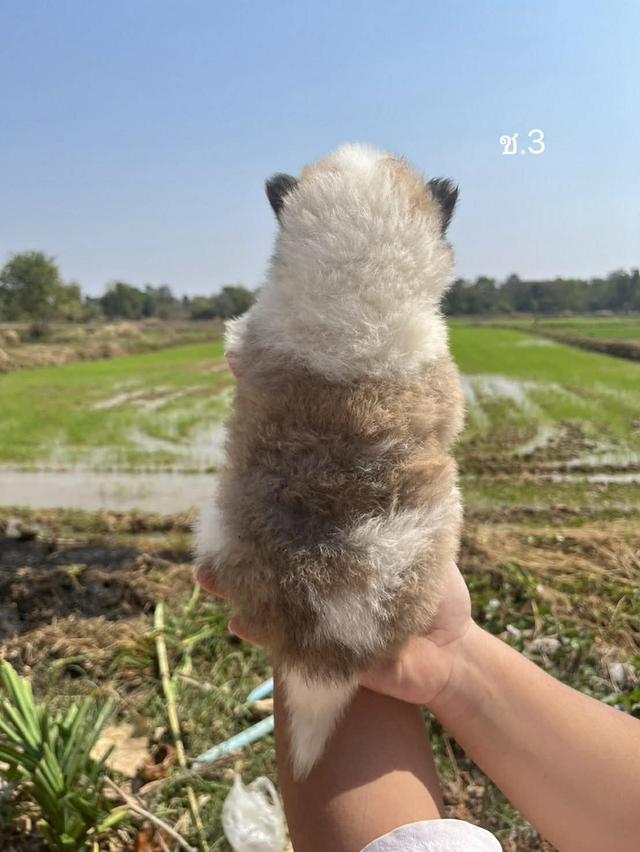 สุนัขพันธุ์บางแก้วเเท้ รูปที่ 8