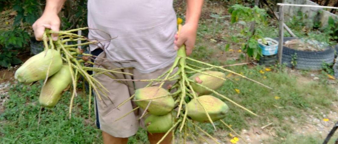 ขายสวนมะม่วงพร้อมบ้านราคา2400000บาท 13