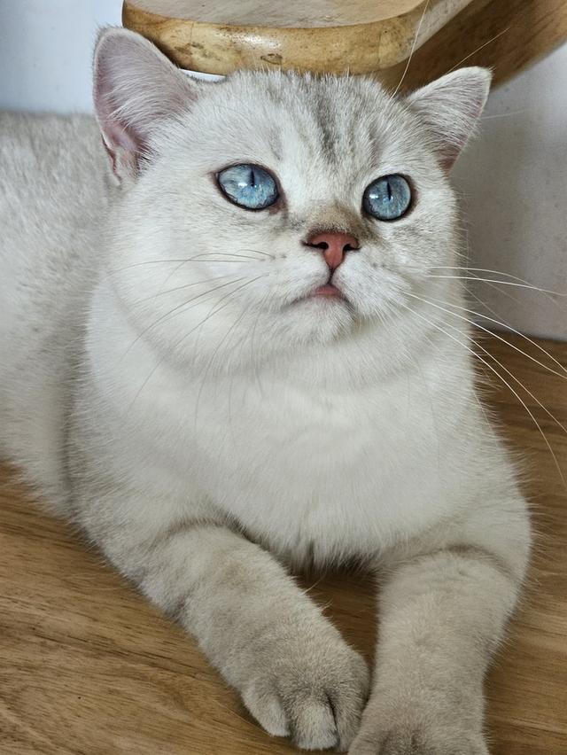 แมวบริติช British shorthair