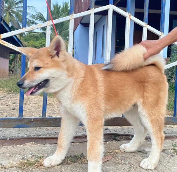 ขาย Dog Akita น่ารักสุดๆ