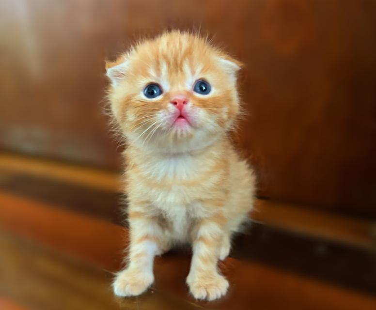 เปิดจองแมวสก็อตติชแท้