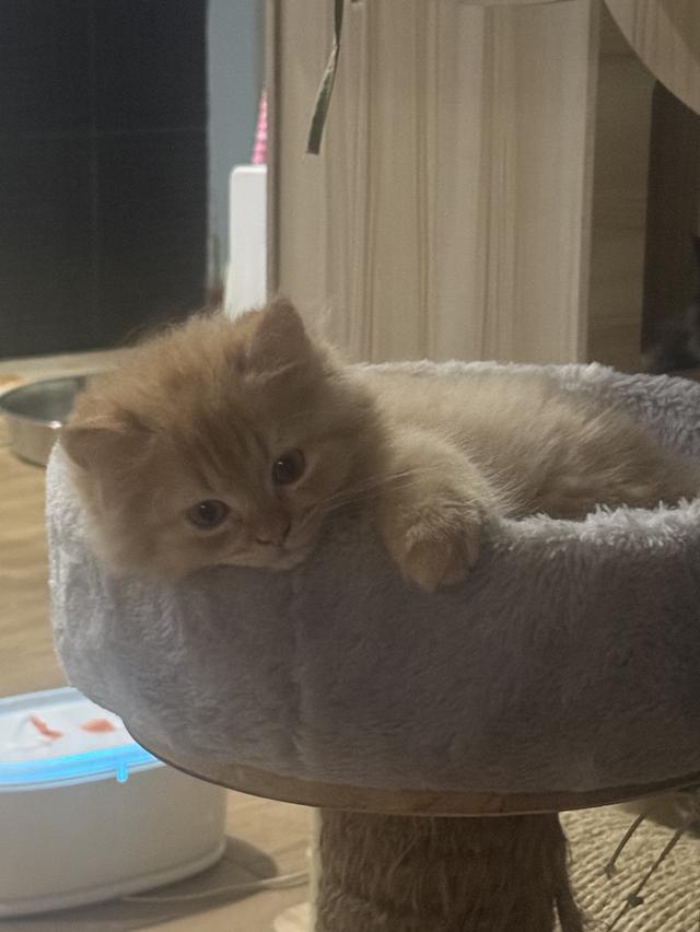 แมว สก๊อตติชผสมเปอร์เซีย