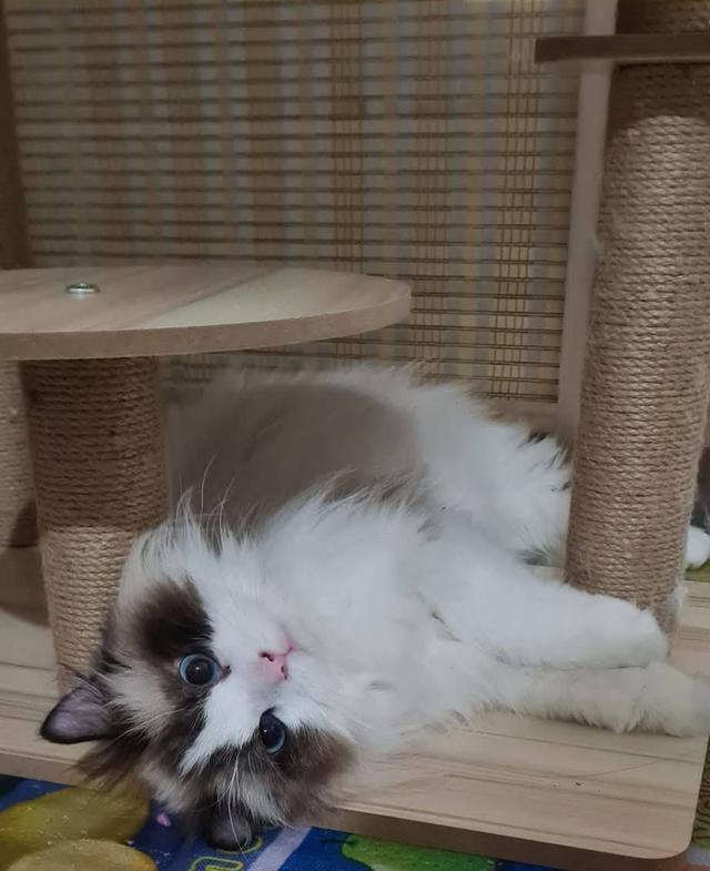 รับผสมพันธุ์จนกว่าจะติดพ่อพันธุ์ Ragdoll นำเข้าหน้าตุ๊กตาผ้า 6