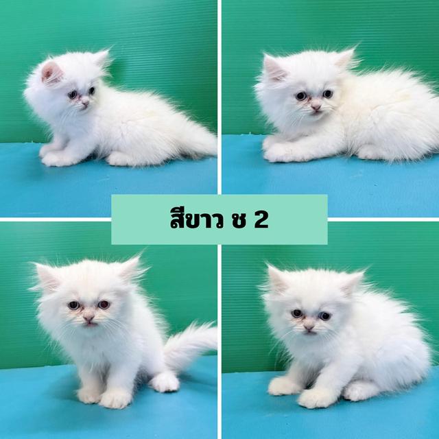 เปอร์เซียแท้ พร้อมย้ายบ้าน รูปที่ 2