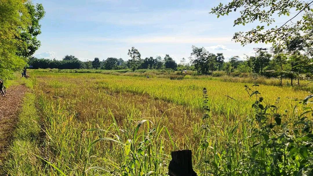 ที่ดินพร้อมสวนปาล์ม14ไร่ 2