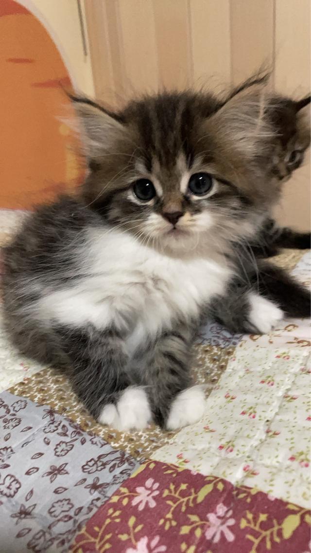 สัตว์เลี้ยง แมวแง่วๆๆ รูปที่ 5