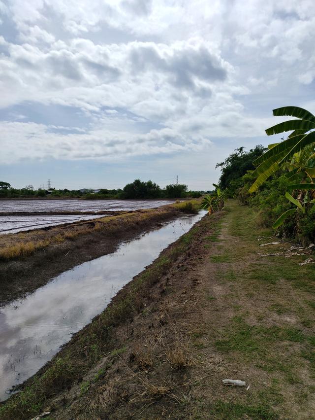 ขายที่ดิน ถนนคลองสิบ-สิบสี่ ซอย7 แขวงคลองสิบ เขตหนองจอก กรุงเทพฯ 15