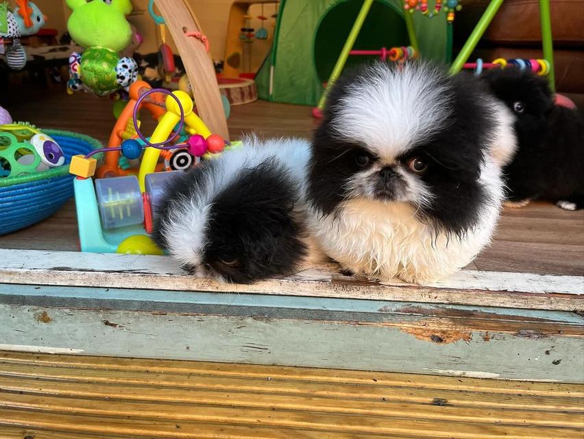 Pekingese Puppies Available รูปที่ 2
