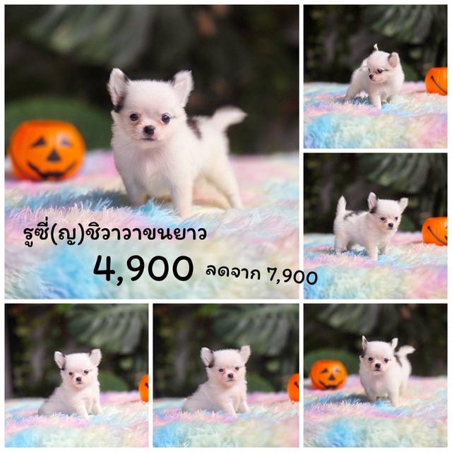 ชิวาวาแท้ขนยาว เมีย