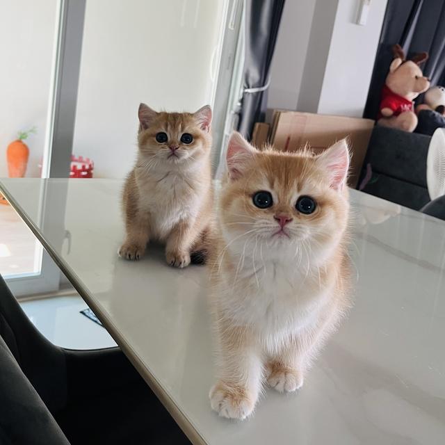 เปิดจองเด็กๆ บริติชช็อตแฮร์ รูปที่ 8