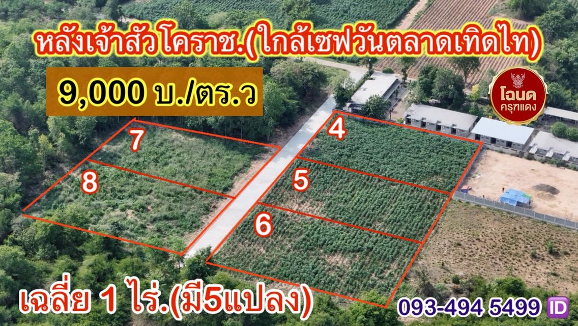 ข่าวดี.📢(9,000บ./วา)  #ที่ดินจัดล็อค เฉลี่ย.(1 ไร่.ะ3.6 ล้าน) | หลังเจ้าสัวโคราช. | *น้ำไม่ท่วม. | ราคาถูกพิเศษ หายาก!! ( ถ. คอนกรีต ) 12