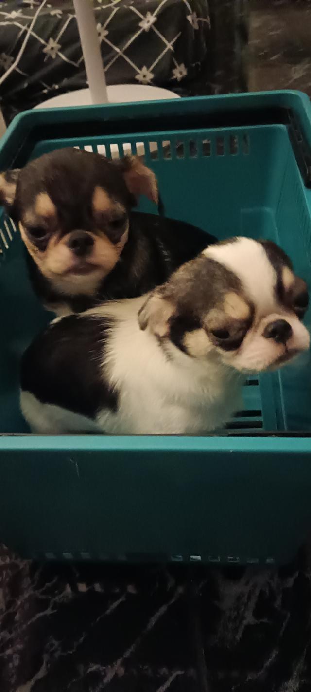 สุนัข ชิววาว่า  เพศช อายุ5เดือน 2ตัว 4