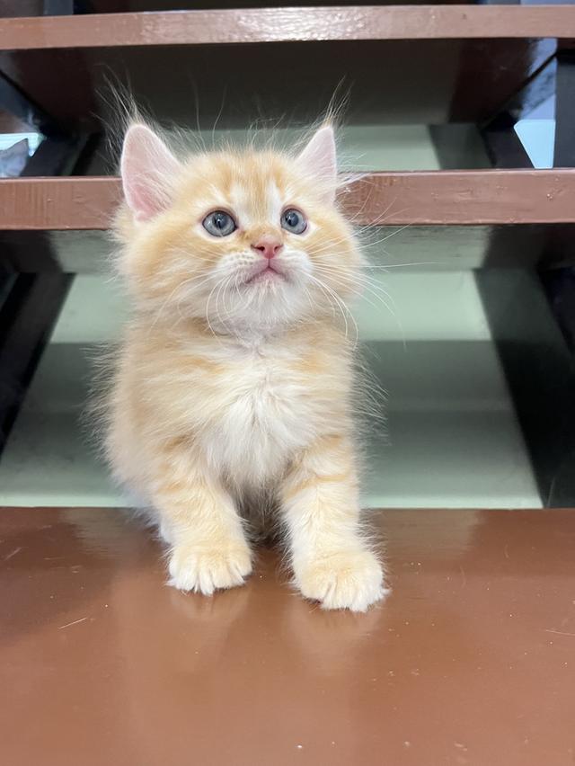 แมว เปอเซียสีส้ม ครีม🔥🔥🔥 รูปที่ 19