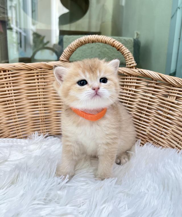 😎 ดช.โบนัส  (บริติช) 3