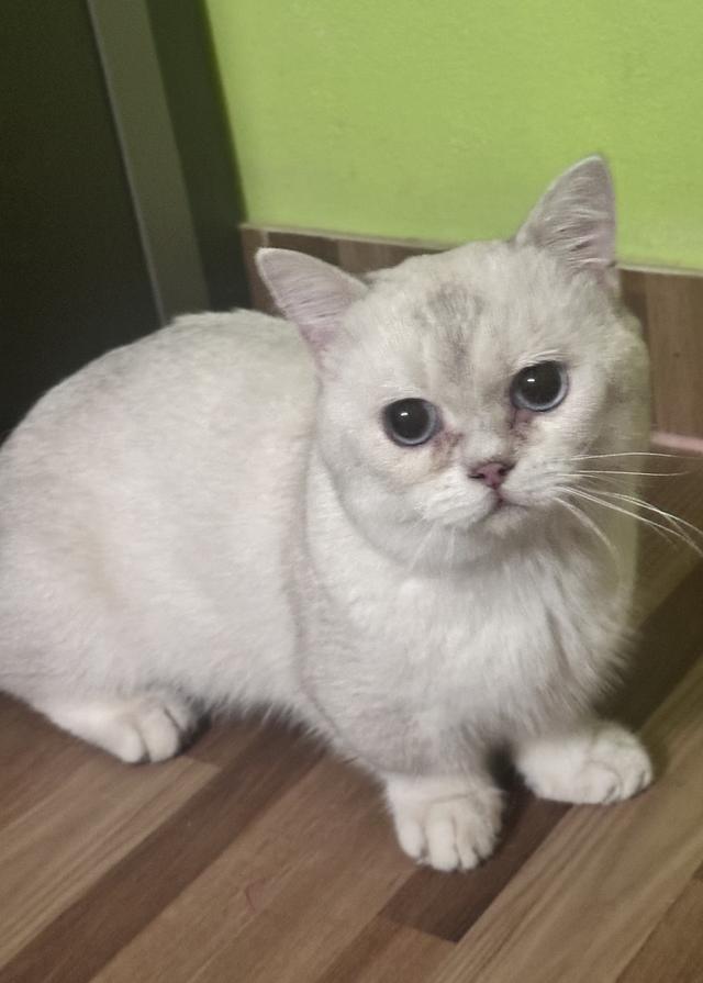 แมว บริติช มันช์กิ้น รูปที่ 3