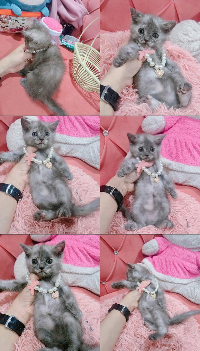 เด็กชาย หญิง สก็อตติช หาบ้าน🏡🏠😻 รูปย่อยที่ 2