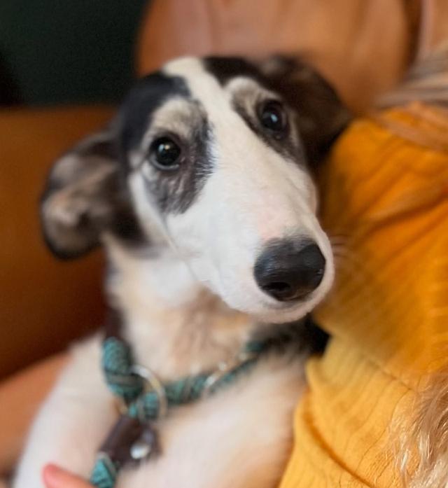 ขาย Borzoi สุนัขพันธุ์หายาก 3