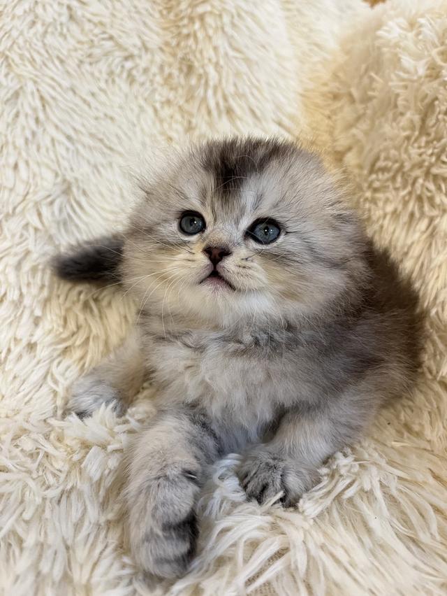 แมว สก๊อตติชขนยาว   🔥🔥🏠🔥 รูปที่ 5