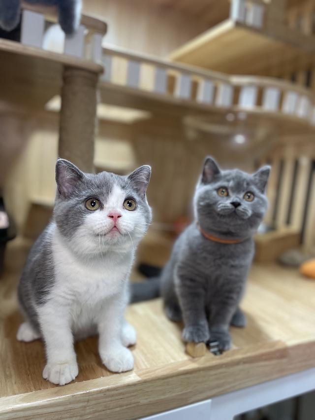 แมวมันช์กิ้นขายาว พร้อมย้าย 13