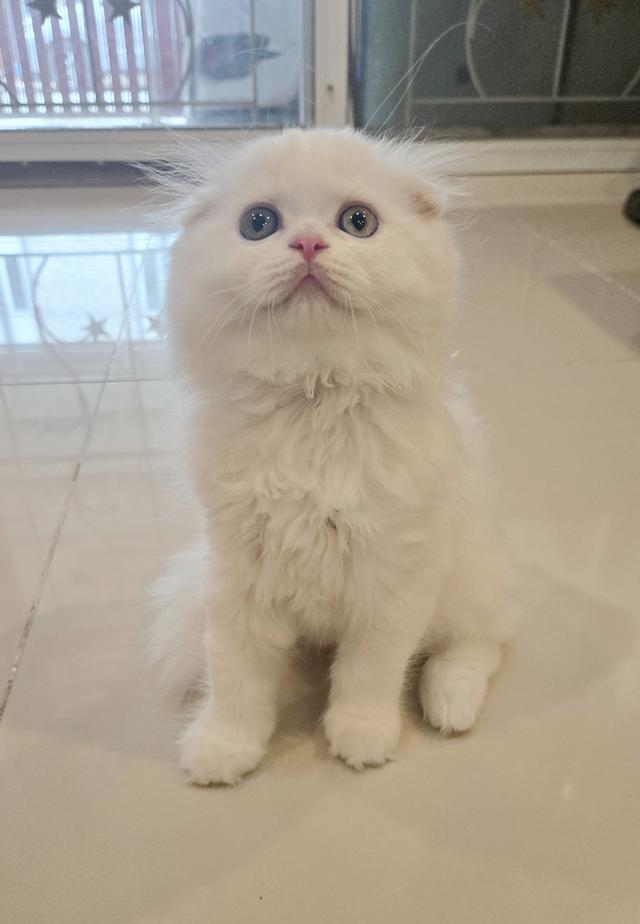 ขายลูกแมว พันธุ์ Scottish Fold
