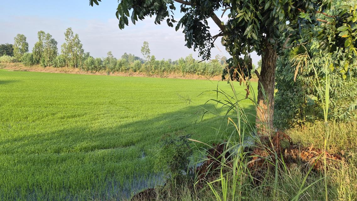 🔥🌾 ที่นาทำเลดี น้ำพร้อม ราคาคุ้มสุดในโซน! 🌾🔥 📣 #ขายที่นา เนื้อที่ 5 ไร่ 3 งาน 68 ตร.วา 💼 เหมาะทำนา / ทำเกษตร / ลงทุนระยะยาว 📍 พิกัด: บ้านเนินมะ 6
