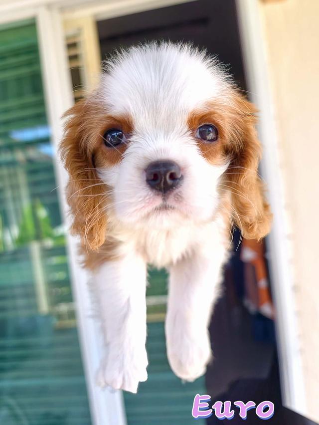 ลูกสุนัข คาวาเลียร์ คิง ชาลส์ สแปเนียล (Cavalier King Charles Spaniel) พ่อ-แม่เกรดนำเข้าใบเพ็ดดีกรีเต็มใบ มีสมุดวัคซีนทุกตัว