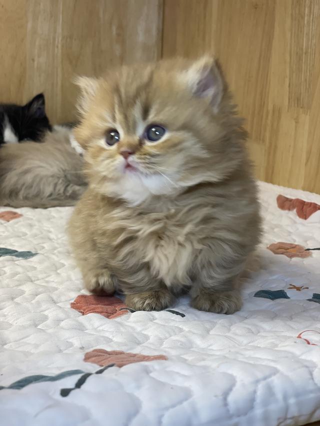 แมวมันช์กิ้น ขาสั้น เพศหญิง รูปย่อยที่ 4