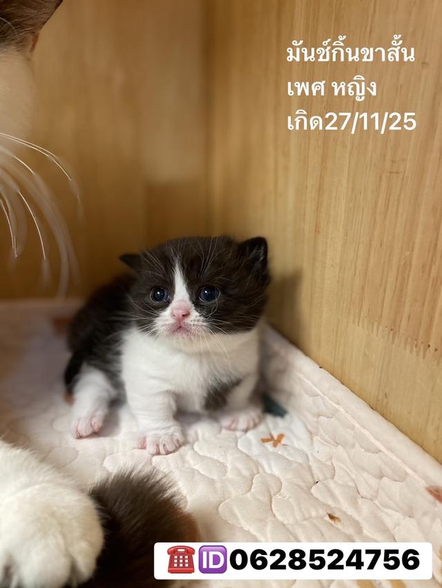 เปิดจองลูกแมวมันช์กิ้นขาสั้น