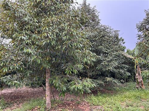 ที่ดิน ราคาไม่เเพลง นครนายก-สระบุรี 1