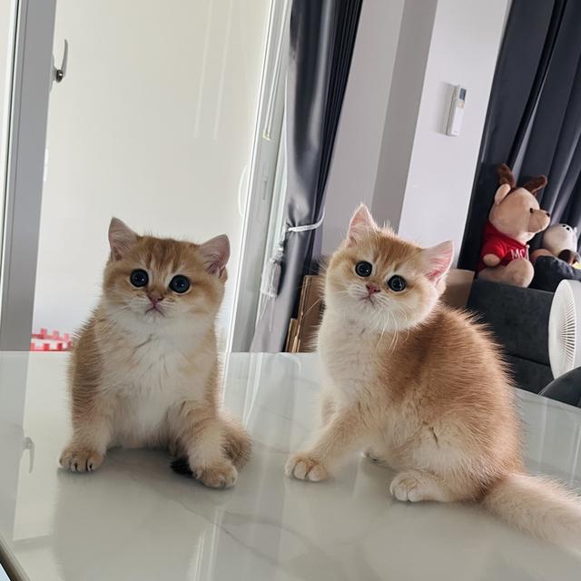 เปิดจองเด็กๆ บริติชช็อตแฮร์