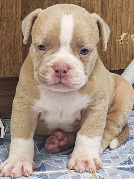 American bully  6
