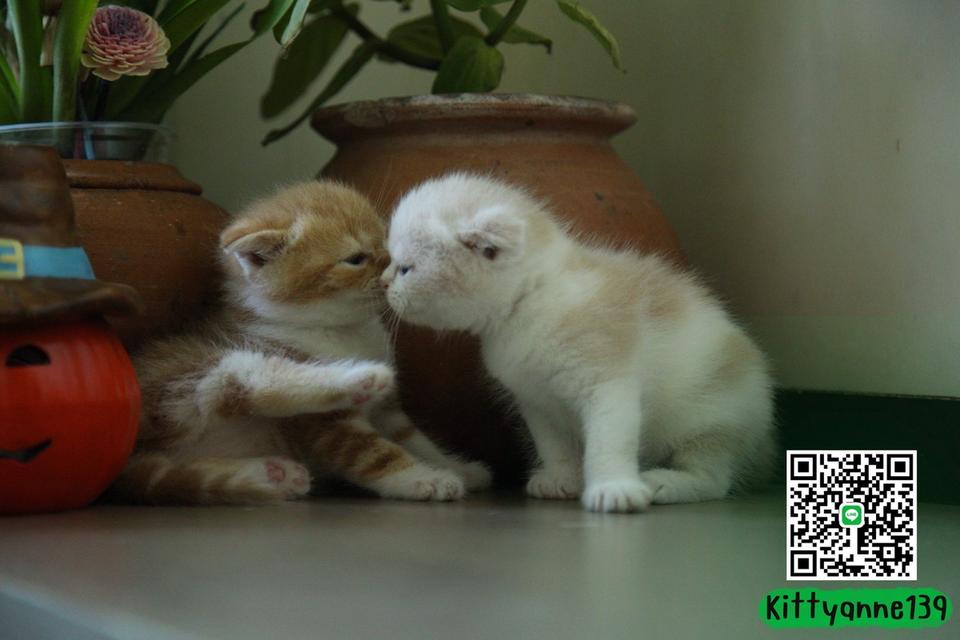 แมวสก็อตติชโฟลด์แท้แบ่งเลี้ยง 18