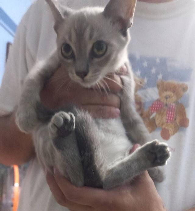 แมว พันธ์ผสม วิเชียรมาศ กะ สก็อตติส รูปที่ 5