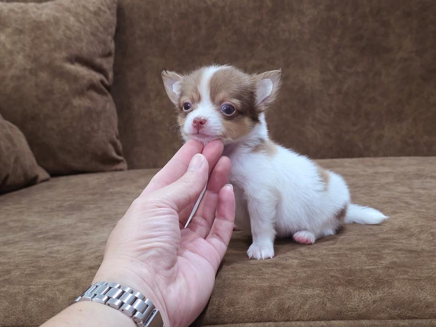 Chihuahua พันธุ์แท้ น้องโซดาเพศผู้