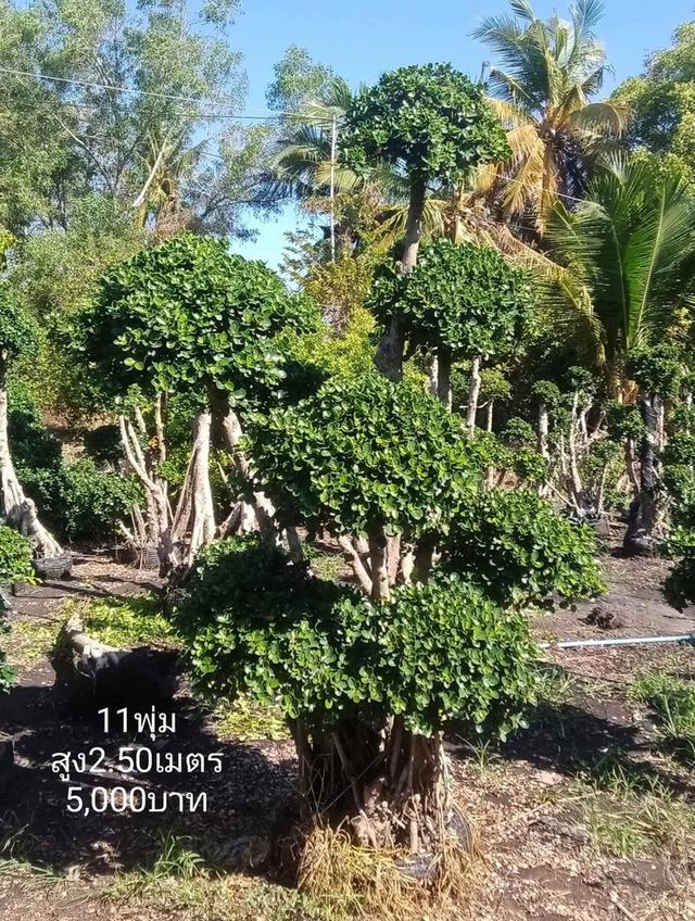 ไทรต่อยอดช้อนเงินช้อนทอง