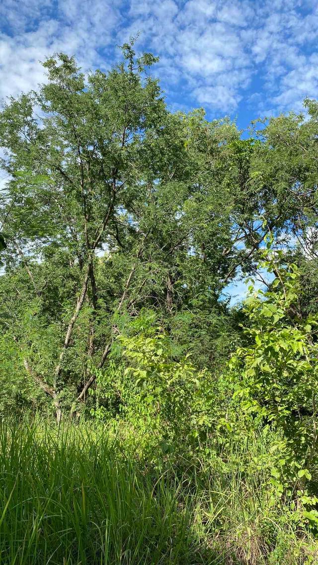 ขายที่ดินเปล่า ทำเลดี  ต.หนองกุ่ม อ.บ่อพลอย จ.กาญจนบุรี 3