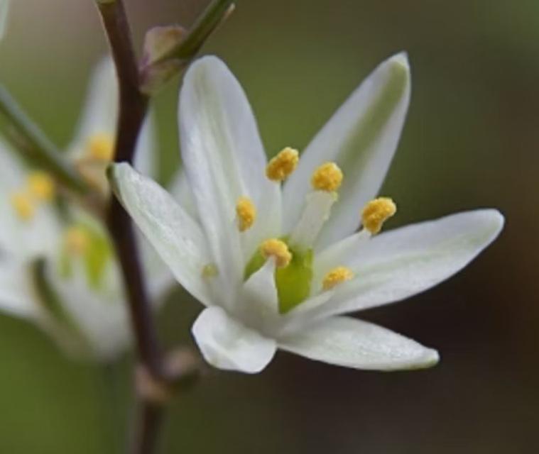 ไม้อวบน้ำ Ornithogalum Hispidum 3