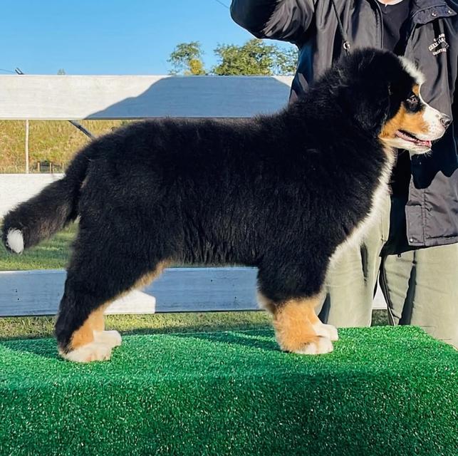 พร้อมขายน้องหมา Bernese Mountain Dog