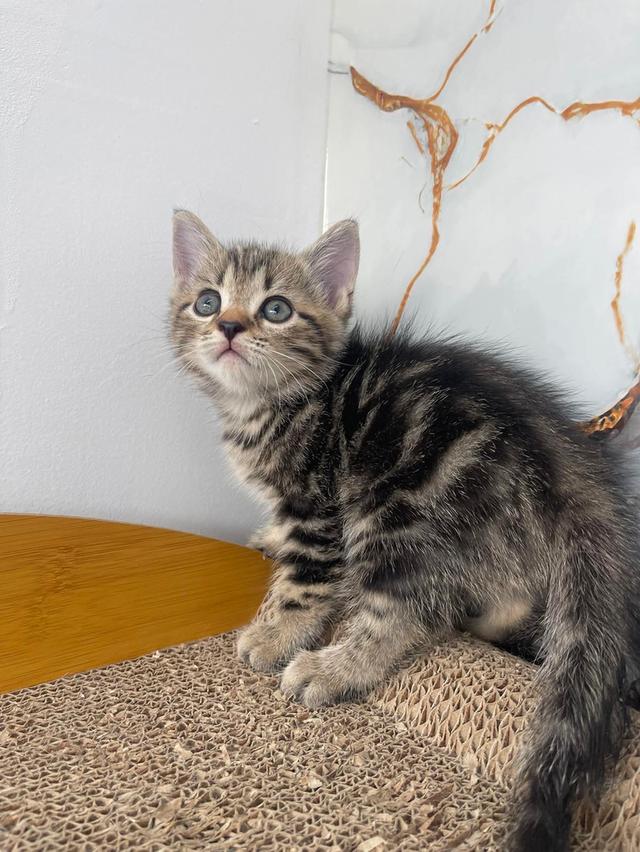 ลูกแมวพันธุ์สก๊อตติชแท้