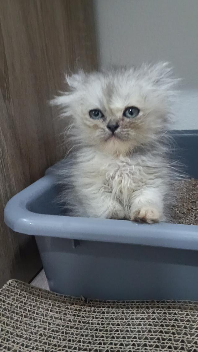 ลูกแมวเปอร์เซีย แท้ๆๆ นนทบุรี รูปที่ 3