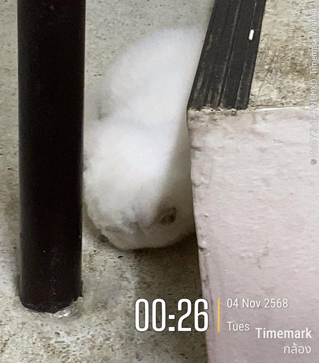 ลูกแมวพันธุ์บริติช ช็อตแฮร์