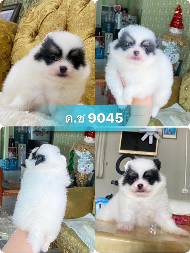 ลูกปอมเมอเรเนียนแท้ พร้อมย้ายบ้าน 3