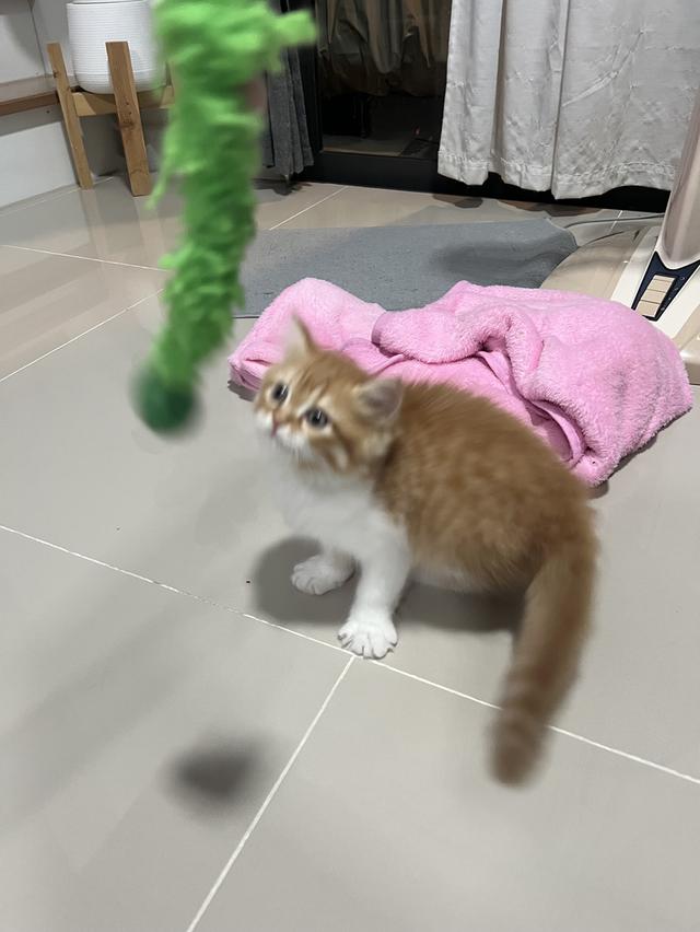 ลูกแมวเปอร์เซียแท้ เลี้ยงระบบปิด 7