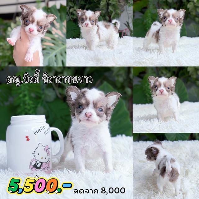 ชิวาวาแท้ ขนยาว เพศเมีย