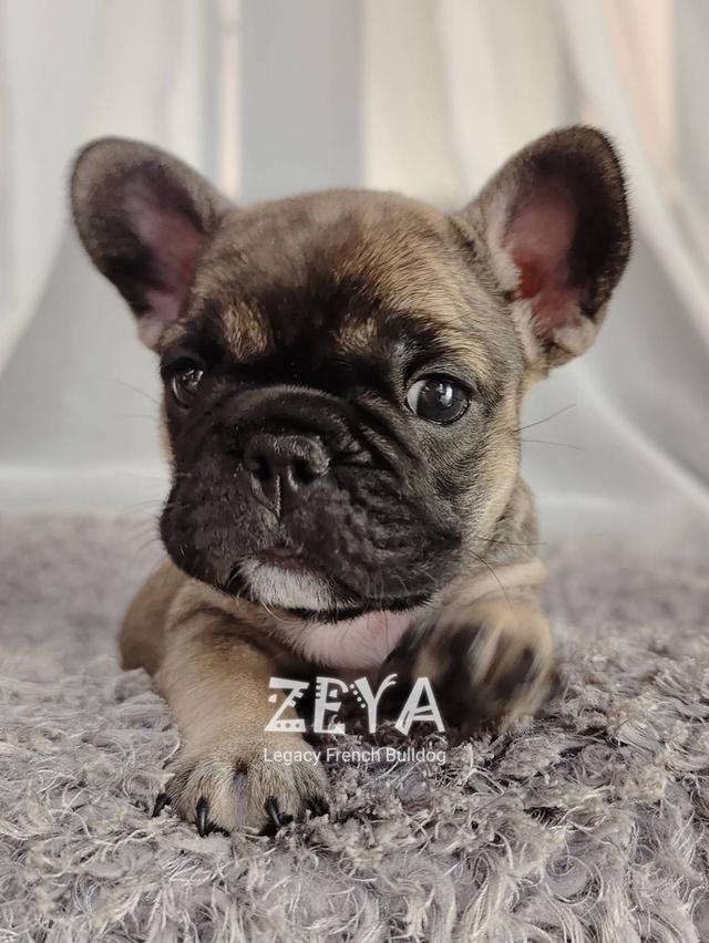 ZEYA เฟรนช์บูลด็อก เพศเมีย สีเซเบิล 9