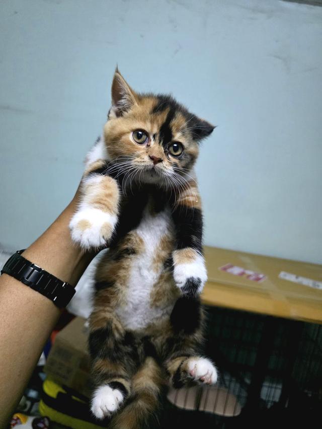 น้องแมว สก็อตติสโฟด์ 2