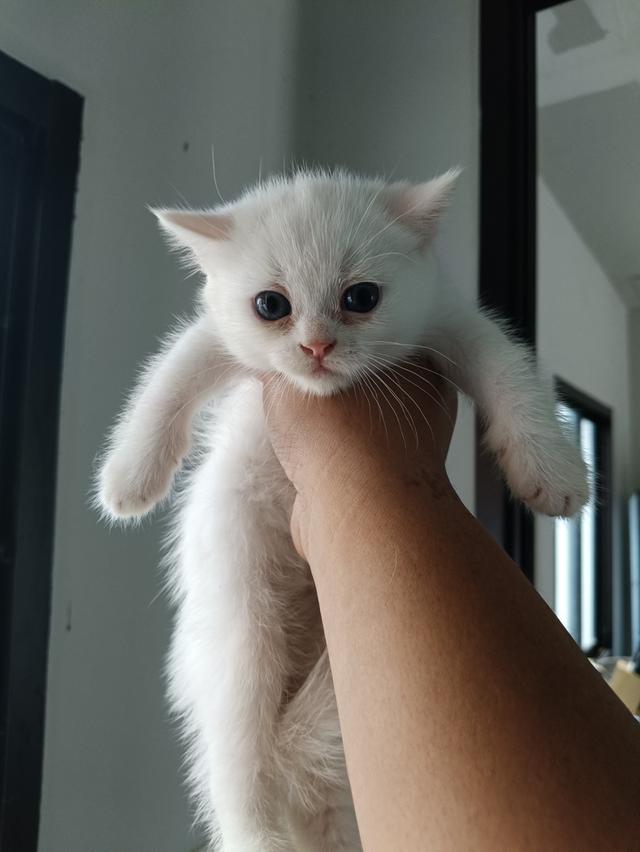 แมวเด็ก สนใจทักได้นะครับ บางปะกง-พานทอง ระเเวกใกล้เคียงส่งฟรีครับ