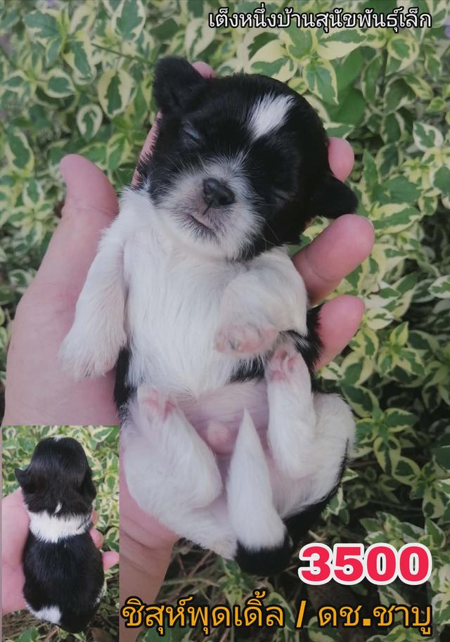 เปิดจอง ชิสุห์พุดเดิ้ล