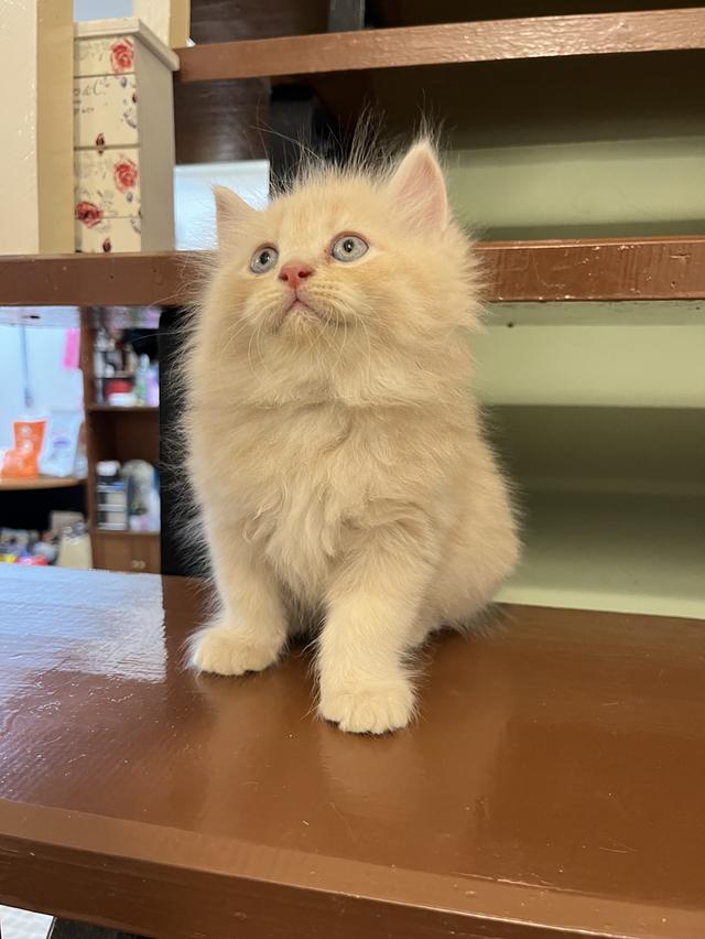 น้องแมวเปอเซีย สีส้มสีครีม 🔥🔥🙏 รูปที่ 12