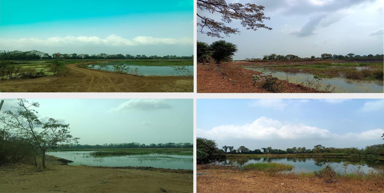 ขายที่ดินเปล่า 113-0-60 ไร่ ทำเลดี จ.พระนครศรีอยุธยา ( มหาราช ) 4